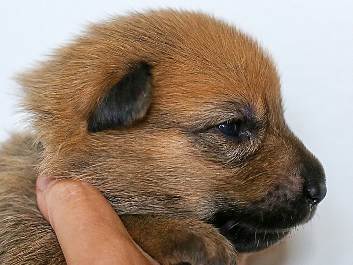 chinook puppy